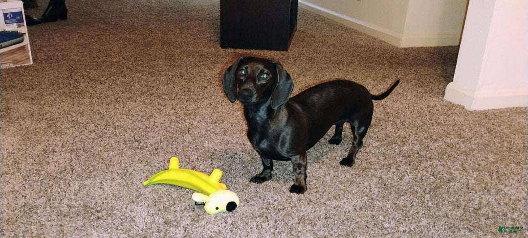 Dachshund dogs for sale: Sophie - Image 5