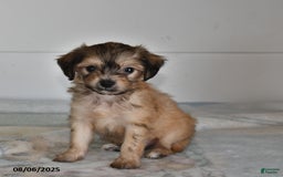 Mini Aussiedoodle dogs for sale: Evan - Image 1