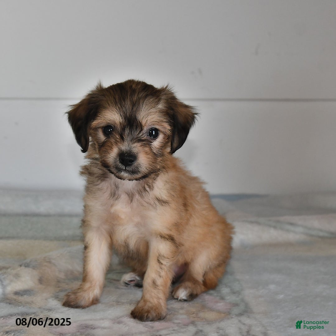 Mini Aussiedoodle dogs for sale: Evan - Image 1