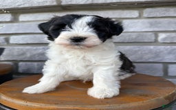 Teddy Bear dogs for sale: Elliott - Image 30