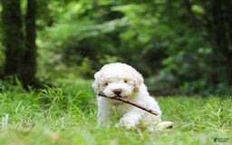 Lagotto Romagnolo dogs for sale: Fabio - Image 1