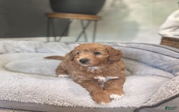 Goldendoodle dogs for sale: Lanie - Image 4