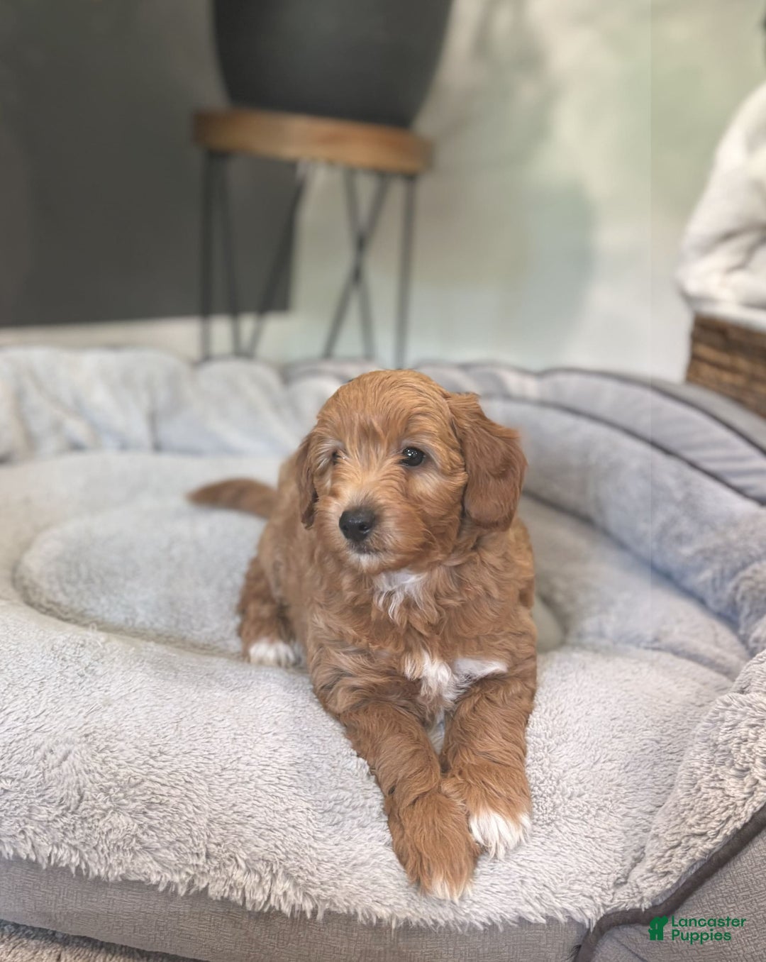 Goldendoodle dogs for sale: Lanie - Image 4