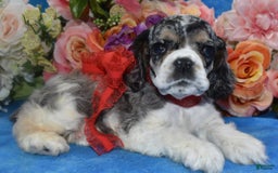 Cocker Spaniel dogs for sale: Tuckerbluetanpartimerlespeckleblueeyecockerpup - Image 2
