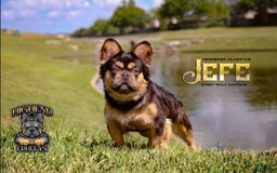 French Bulldog dogs for sale: Bam-Bam - Image 6