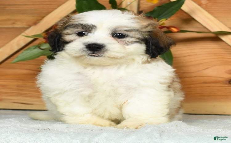 Teddy Bear dogs for sale - Ad 5
