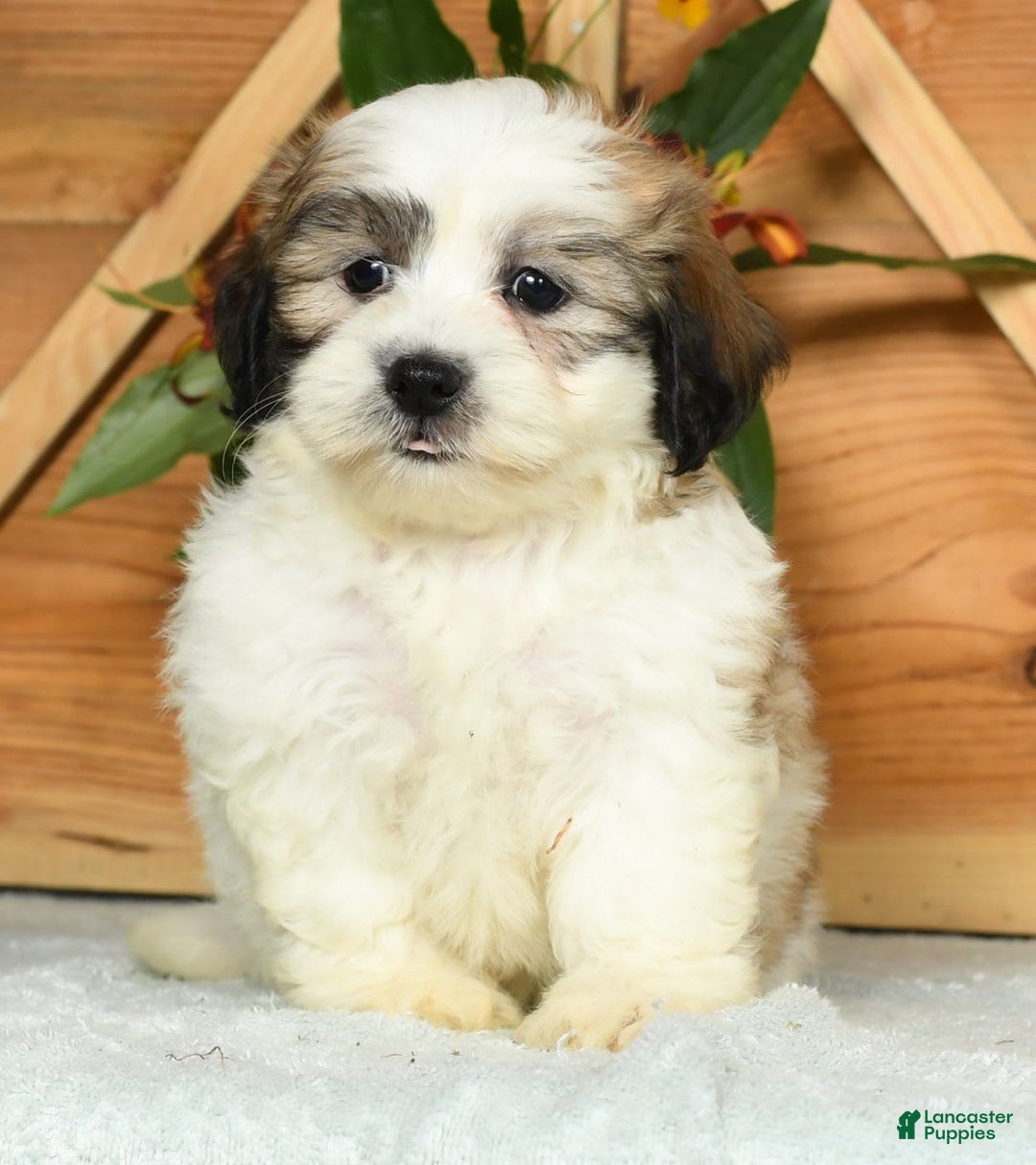 Teddy Bear dogs for sale: Sammy - Image 7
