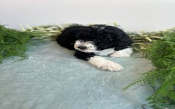 Mini Bernedoodle dogs for sale: Jasper - Image 5