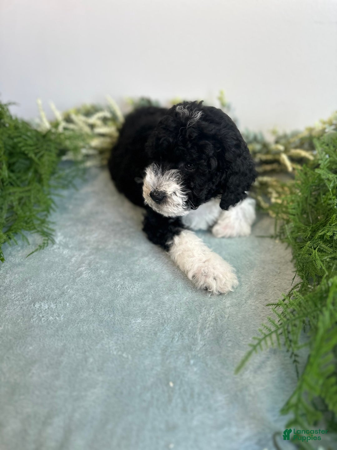 Mini Bernedoodle dogs for sale: Jasper - Image 5