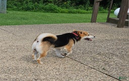 Shiba Inu dogs for sale: Rhett - Image 7