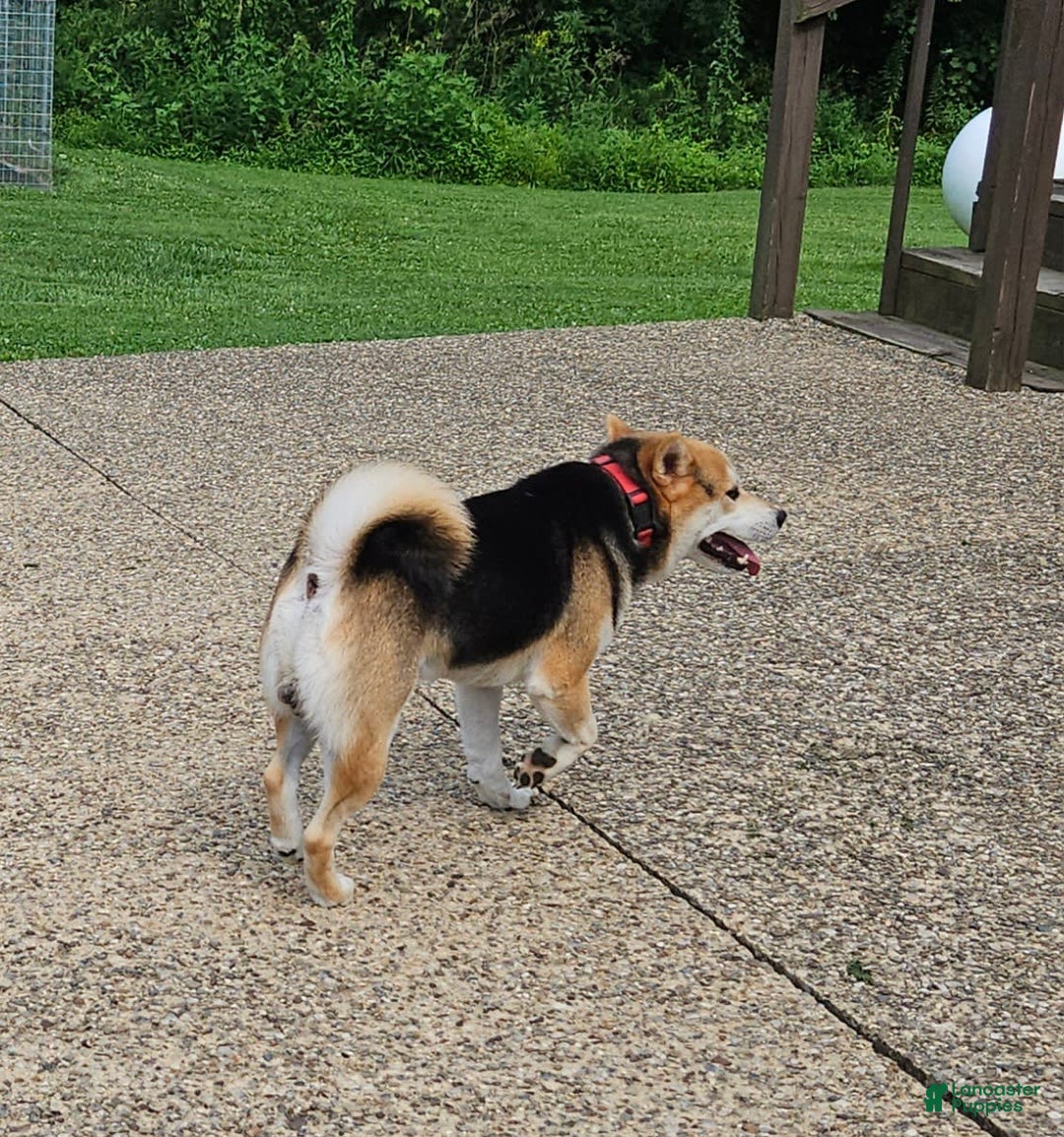 Shiba Inu dogs for sale: Rhett - Image 7