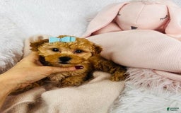 Toy Poodle dogs for sale: Pogo - Image 1