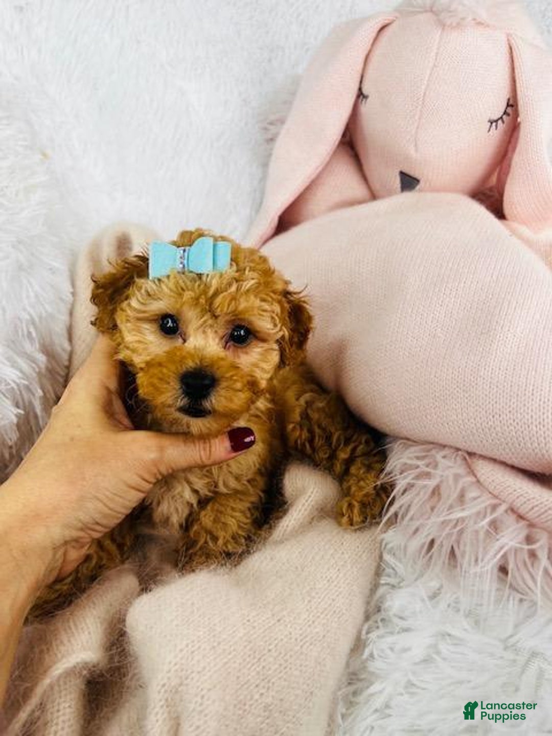 Toy Poodle dogs for sale: Pogo - Image 1