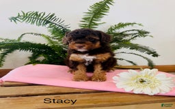 Mini Aussiedoodle dogs for sale: Stacy - Image 1