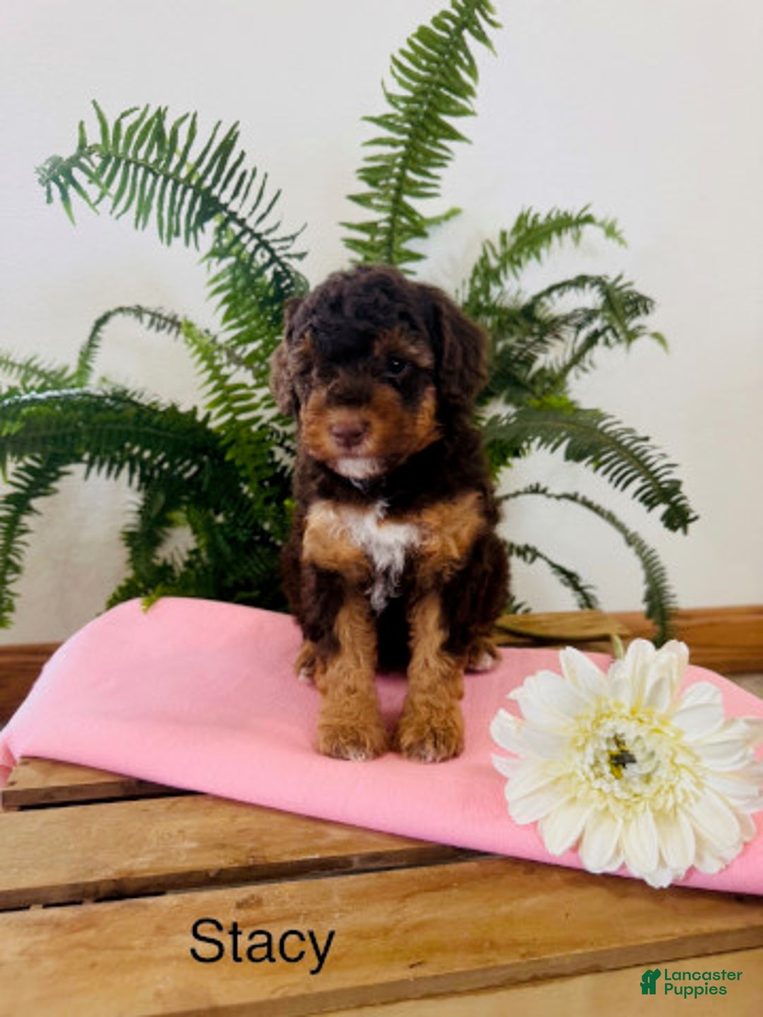 Mini Aussiedoodle dogs for sale: Stacy - Image 1