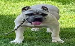 Cane Corso dogs for sale: Georgia - Image 36