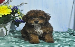 Toy Poodle dogs for sale: Kathy - Image 3