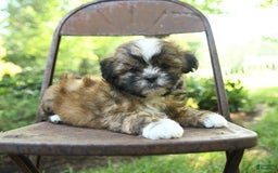 Teddy Bear dogs for sale: Vermont - Image 3