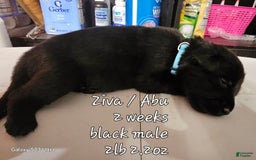 German Shepherd dogs for sale: Black Boy Lt Blue Collar - Image 1