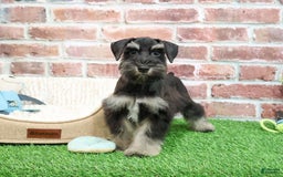 Miniature Schnauzer dogs for sale: Miniature Schnauzer 6 puppies - Image 8