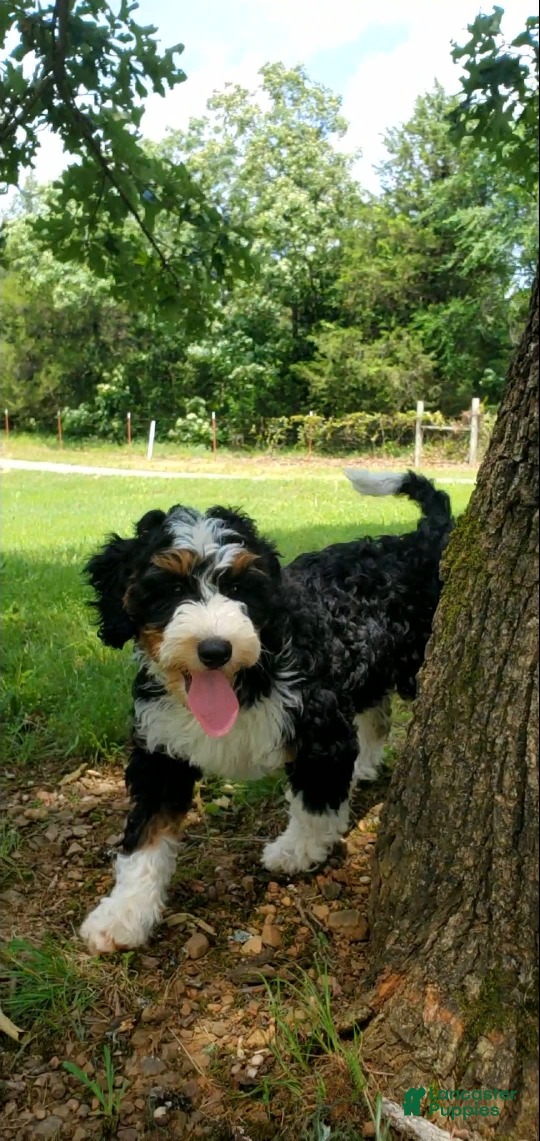 Mini Bernedoodle dogs for sale: Poppy - Image 3