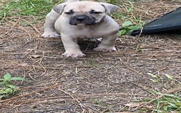 American Bully dogs for sale: China - Image 3