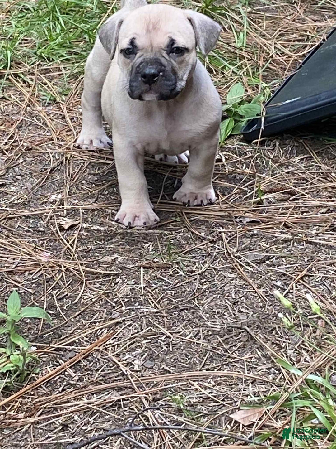 American Bully dogs for sale: China - Image 3