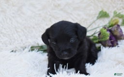 Chihuahua dogs for sale: Nila - Image 3