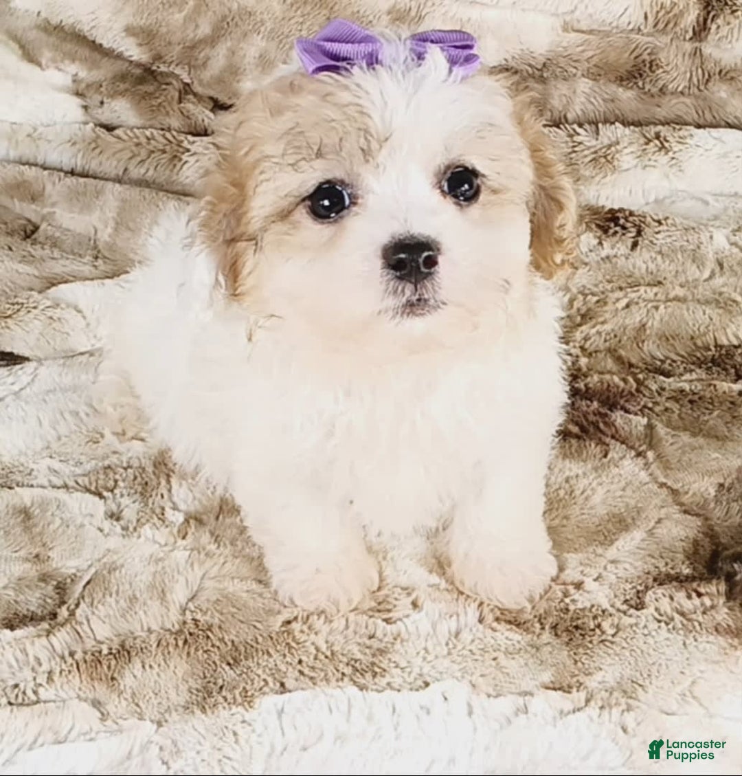 Teddy Bear dogs for sale: Tilly - Image 1