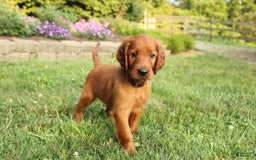 Irish Setter dogs for sale: sheldon - Image 1