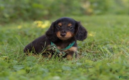 Miniature Dachshund dogs for sale: Scott - Image 7
