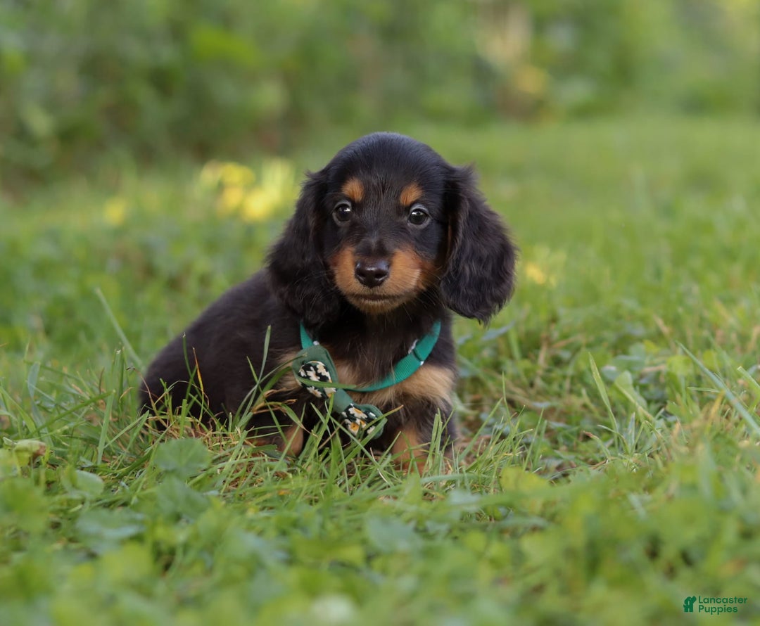 Miniature Dachshund dogs for sale: Scott - Image 7