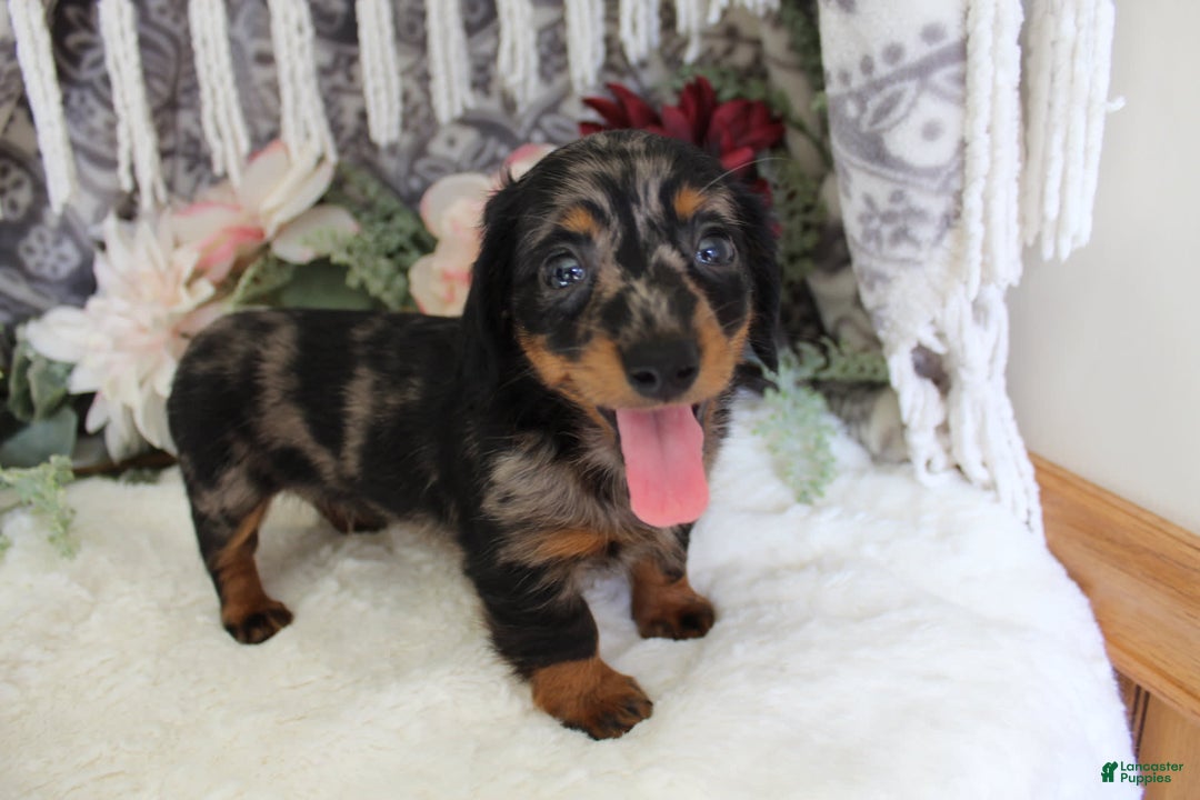 Miniature Dachshund dogs for sale: Gavin - Image 8