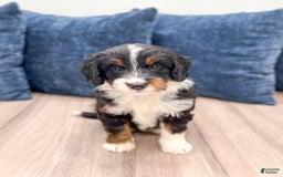 Mini Bernedoodle dogs for sale: Athena - Image 1