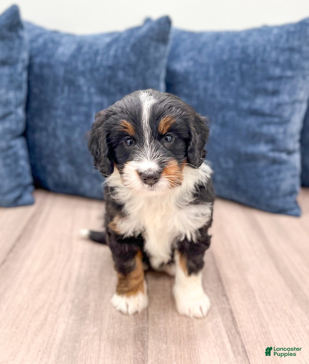 Mini Bernedoodle dogs for sale: Athena - Image 1