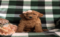  dogs for sale: Mini Goldendoodle 4 puppies - Image 8