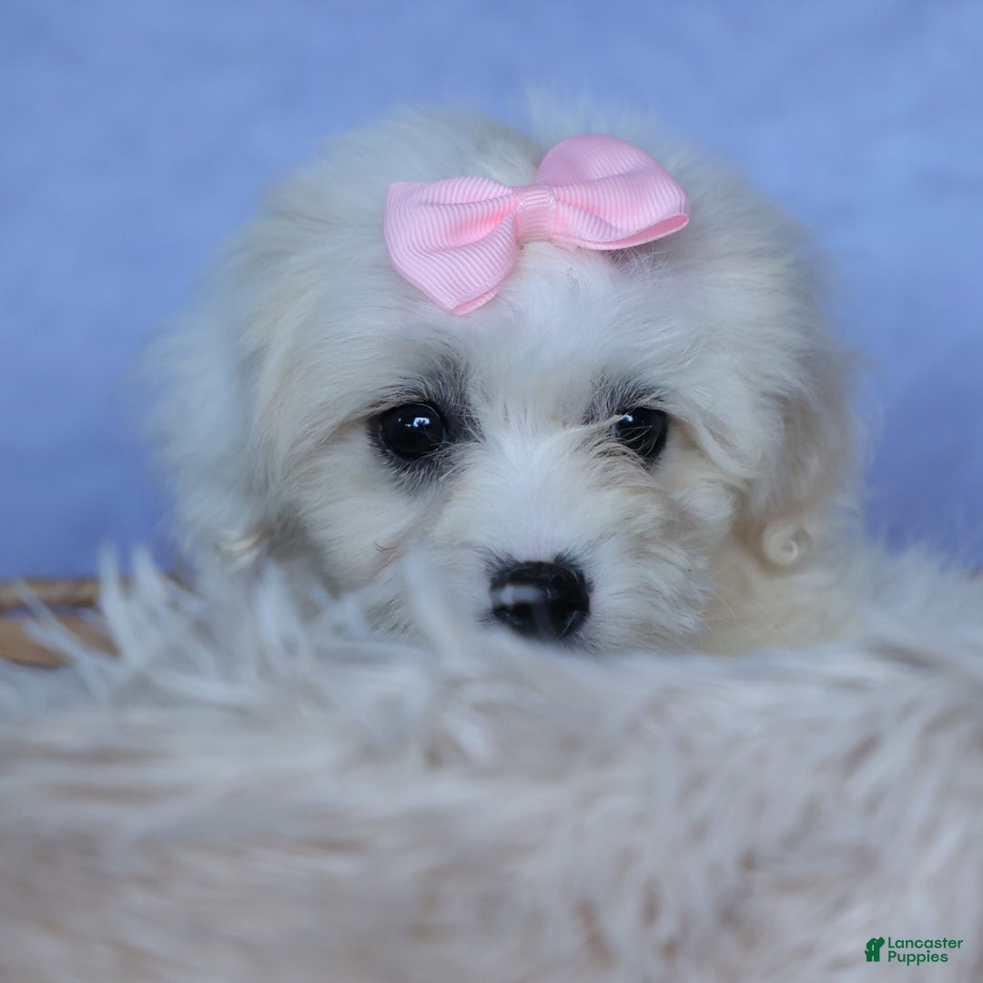 Shihpoo dogs for sale: Callie - Image 9