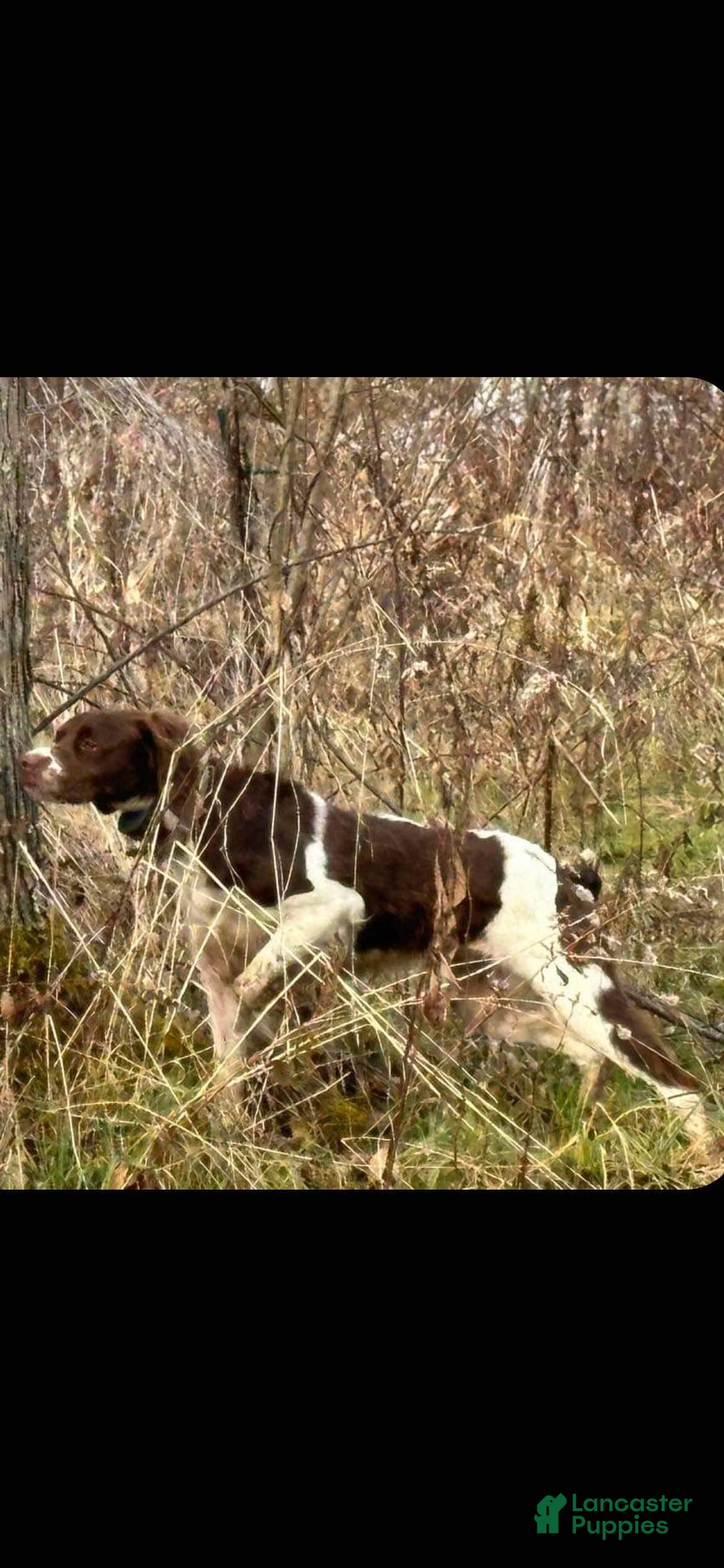 Brittany Spaniel dogs for sale: Freckles - Image 5