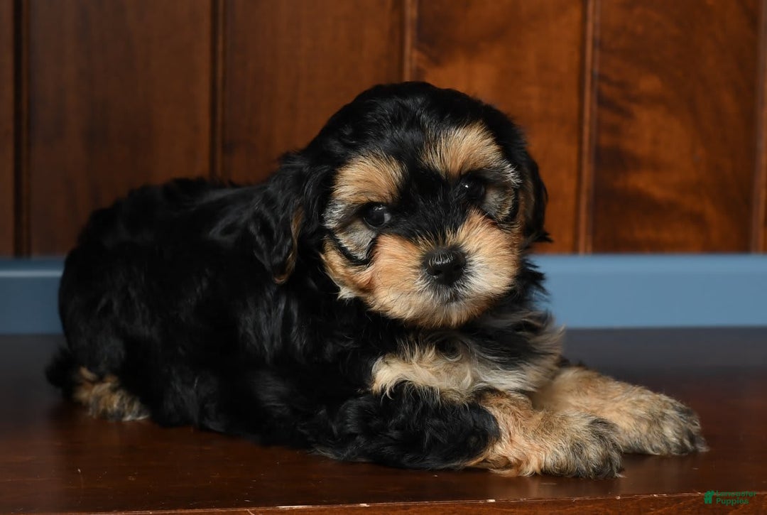 Yorkiepoo dogs for sale: Benji - Image 9