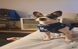 Jack Russell Terrier dogs for sale: Boy Black And White - Image 7
