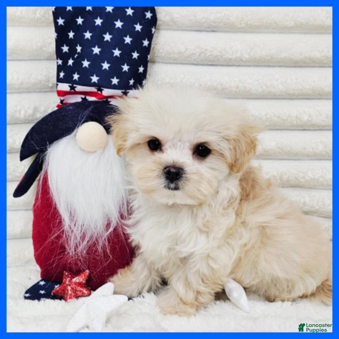 Morkie dogs for sale: Cupid - Image 4