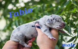 Great Dane dogs for sale: Fabio Full Euro - Image 2