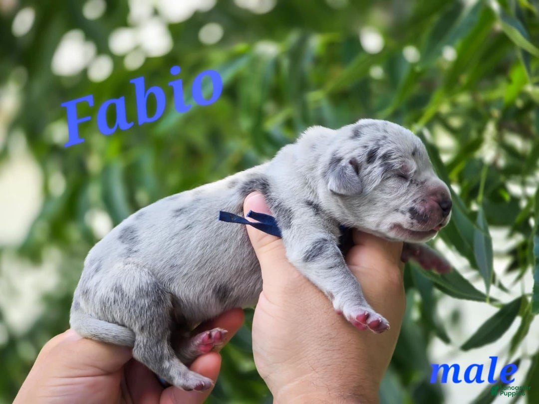 Great Dane dogs for sale: Fabio Full Euro - Image 2