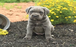 Cane Corso dogs for sale: Iris - Image 1