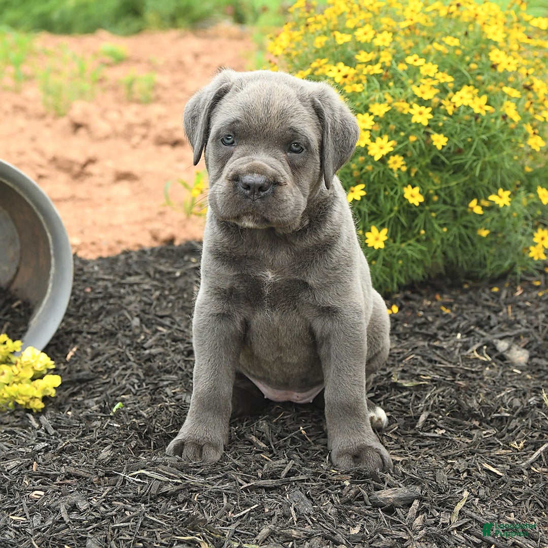 Cane Corso dogs for sale: Iris - Image 1