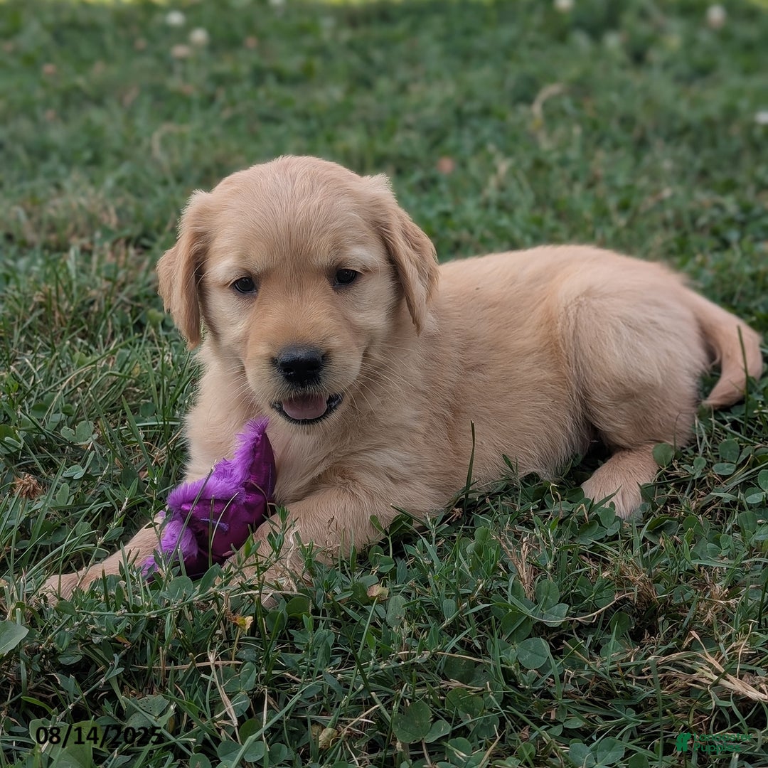 Golden Retriever dogs for sale: Maggie - Image 4