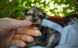 Morkie dogs for sale: Rare Merle Butterfly - Image 13