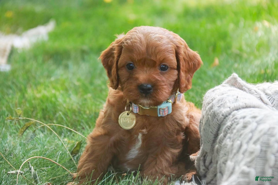 Cavalier King Charles Spaniel dogs for sale: Monty - Image 10