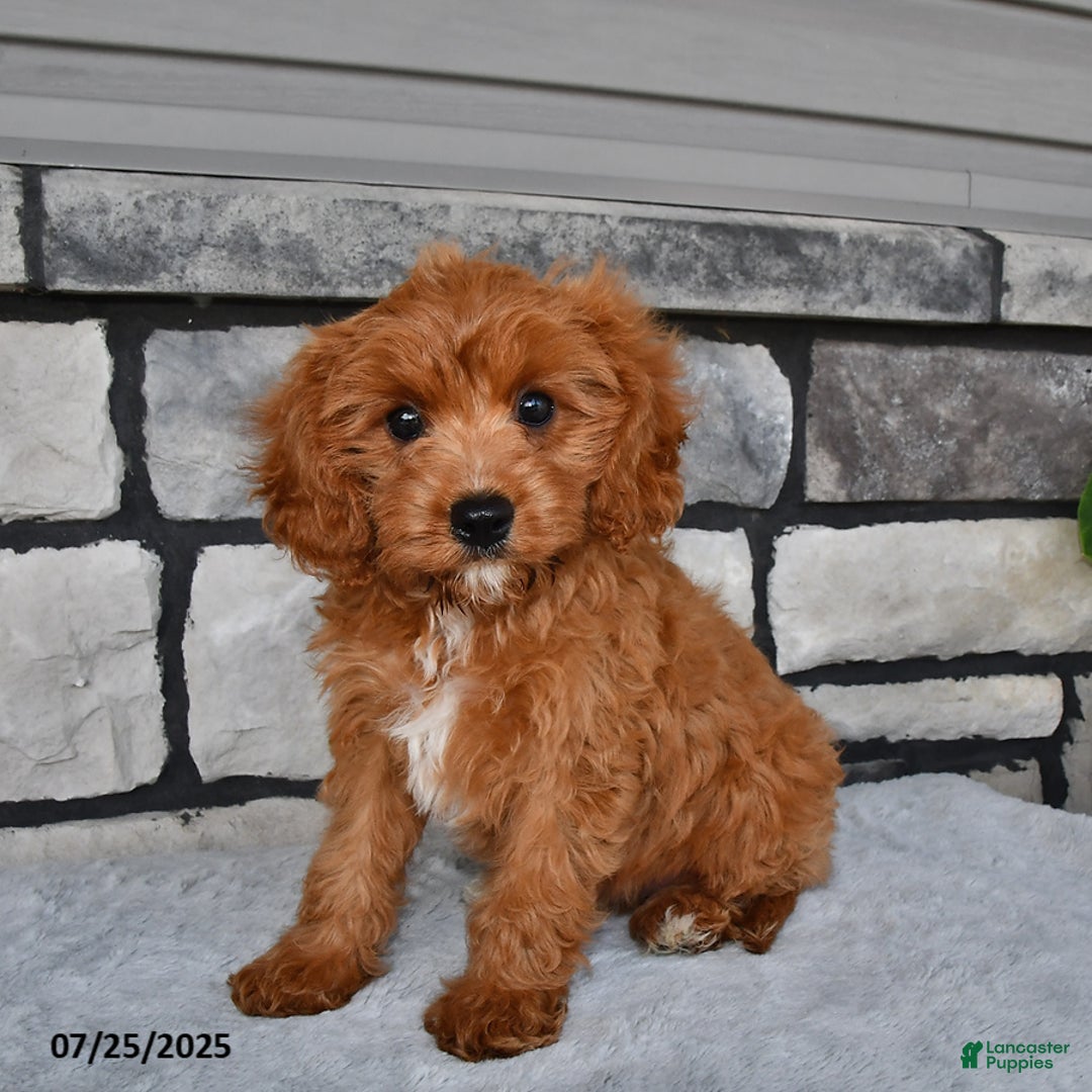 Cavapoo dogs for sale: Connor - Image 1