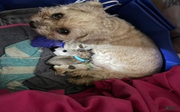 Shihpoo dogs for sale: Phoebe - Image 4